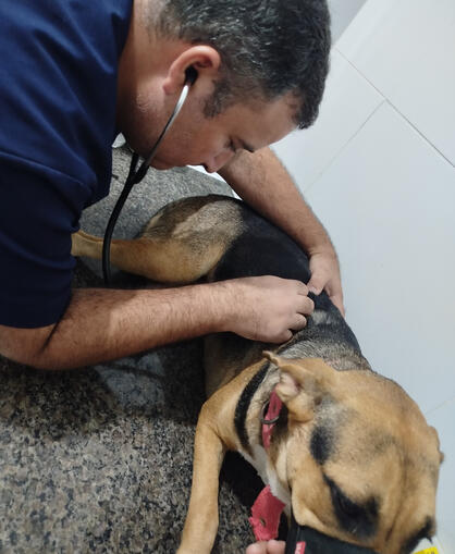 Consultas
